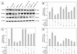 PPAR alpha Antibody in Western Blot (WB)