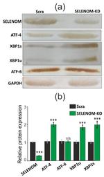 ATF6 Antibody in Western Blot (WB)