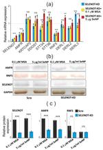 SELT Antibody in Western Blot (WB)