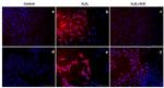 mTOR Antibody in Immunocytochemistry (ICC/IF)