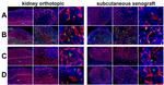 Endomucin Antibody in Immunohistochemistry (IHC)