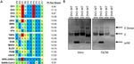 Dengue Virus Type 2 PrM Antibody in Western Blot (WB)