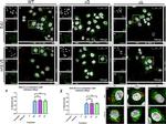 Calnexin Antibody in Immunocytochemistry (ICC/IF)