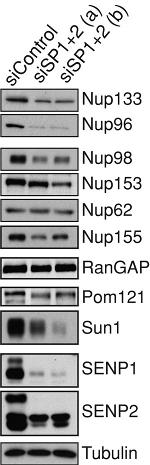 RANGAP1 Antibody in Western Blot (WB)