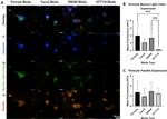 Paxillin Antibody in Immunocytochemistry (ICC/IF)