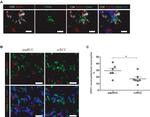 SAP18 Antibody in Immunocytochemistry (ICC/IF)