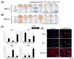 LEF1 Antibody in Immunocytochemistry (ICC/IF)