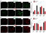 Bax Antibody in Immunocytochemistry (ICC/IF)