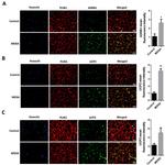 beta-1 Adrenergic Receptor Antibody in Immunohistochemistry (IHC)