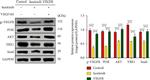 Phospho-VEGF Receptor 1 (Tyr1213) Antibody in Western Blot (WB)