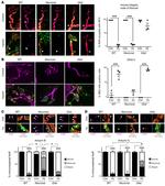 Ankyrin G Antibody in Immunohistochemistry (IHC)