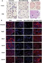 Claudin 3 Antibody in Immunohistochemistry (Paraffin) (IHC (P))