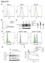 CD140a (PDGFRA) Antibody in Western Blot (WB)