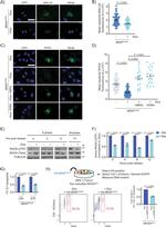 Anillin Antibody in Immunocytochemistry (ICC/IF)