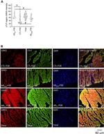 GRK5 Antibody in Immunohistochemistry (Frozen) (IHC (F))