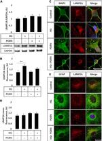 MAP2 Antibody in Immunocytochemistry (ICC/IF)