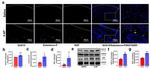 NGF Antibody in Immunohistochemistry (Frozen) (IHC (F))