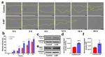 NGF Antibody in Western Blot (WB)