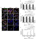 Phospho-AKT1 (Ser473) Antibody in Immunocytochemistry (ICC/IF)