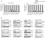 CADM1 Antibody in Western Blot (WB)