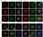 GFP Antibody in Immunocytochemistry (ICC/IF)