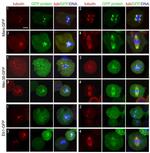 GFP Antibody in Immunocytochemistry (ICC/IF)