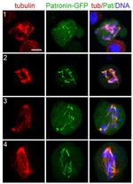 GFP Antibody in Immunocytochemistry (ICC/IF)