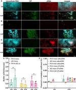 S100A8 Antibody in Immunocytochemistry (ICC/IF)