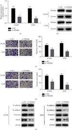 beta Actin Antibody in Western Blot (WB)