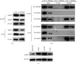 MMP9 Antibody in Western Blot (WB)