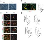 CRY1 Antibody in Immunocytochemistry (ICC/IF)