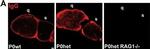 Mouse IgG Fc Secondary Antibody in Immunohistochemistry (PFA fixed) (IHC (PFA))