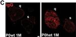 Mouse IgG Fc Secondary Antibody in Immunohistochemistry (PFA fixed) (IHC (PFA))