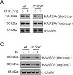 Rat IgG (H+L) Secondary Antibody in Western Blot (WB)