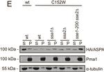 Rat IgG (H+L) Secondary Antibody in Western Blot (WB)