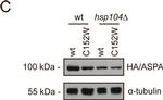 Rat IgG (H+L) Secondary Antibody in Western Blot (WB)