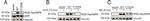 Rat IgG (H+L) Secondary Antibody in Western Blot (WB)