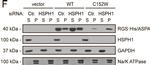 Rat IgG (H+L) Secondary Antibody in Western Blot (WB)