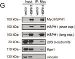 Rat IgG (H+L) Secondary Antibody in Western Blot (WB)