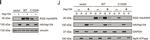 Rat IgG (H+L) Secondary Antibody in Western Blot (WB)