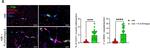 Rat IgG (H+L) Cross-Adsorbed Secondary Antibody in Immunohistochemistry (IHC)