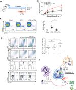 CD45 Antibody in Flow Cytometry (Flow)