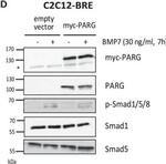 Mouse IgG (H+L) Secondary Antibody in Western Blot (WB)