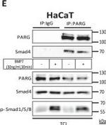 Mouse IgG (H+L) Secondary Antibody in Western Blot, Immunoprecipitation (WB, IP)