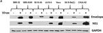 Mouse IgG (H+L) Secondary Antibody in Western Blot (WB)