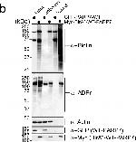 Mouse IgG (H+L) Secondary Antibody in Western Blot (WB)