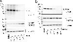 Mouse IgG (H+L) Secondary Antibody in Western Blot (WB)