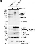 Mouse IgG (H+L) Secondary Antibody in Western Blot (WB)