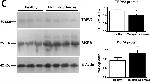 Mouse IgG (H+L) Secondary Antibody in Western Blot (WB)