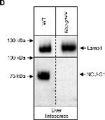 Rabbit IgG (H+L) Secondary Antibody in Western Blot (WB)